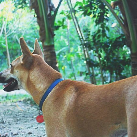 Bohol Coco Farm Vandrehjem Panglao Eksteriør billede